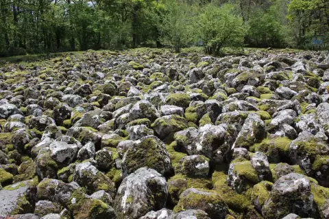 Les blocs de basalte couverts de mousse de la coulée de lave de Lacroix-Barrez, au bord du bois