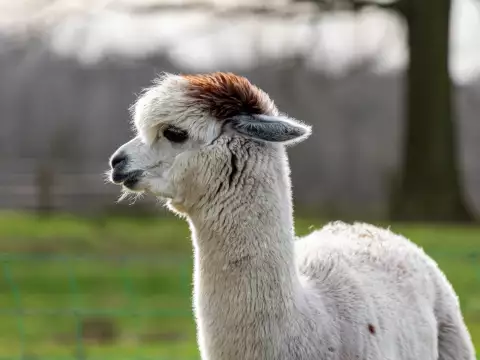 Un alpaga blanc au poil roux sur la tête, dans un pré clôturé