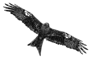 An escoufle, the old French name for the red kite, in flight