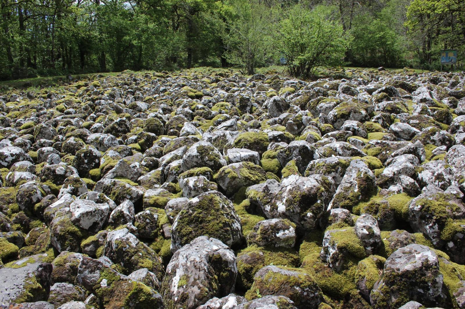 Les blocs de basalte couverts de mousse de la coulée de lave de Lacroix-Barrez, au bord du bois