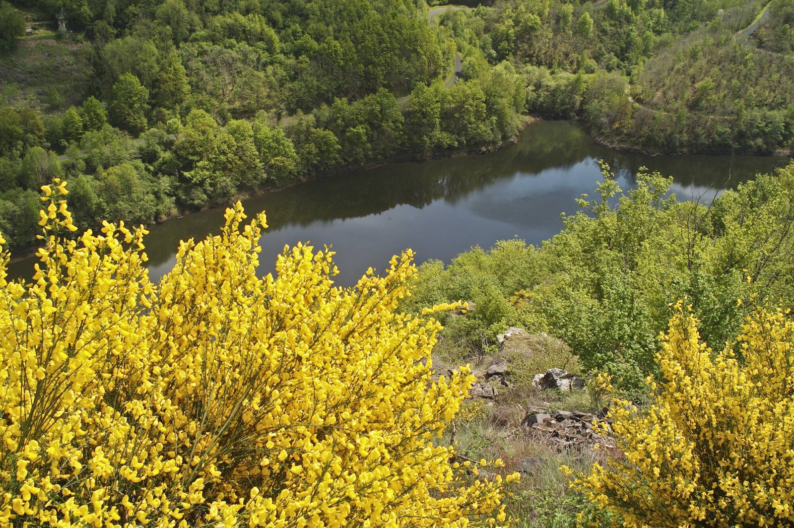 Les gorges de la Truyère à Valon, genêts en fleurs au premier plan et retenue de Couesques en contrebas
